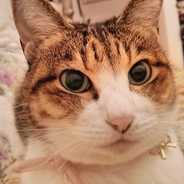 mocoさんの実例写真