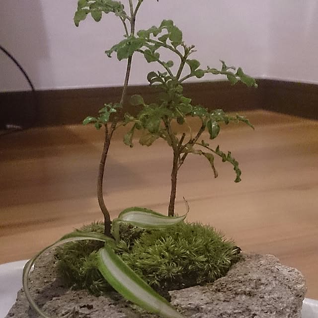 majokkoさんの実例写真