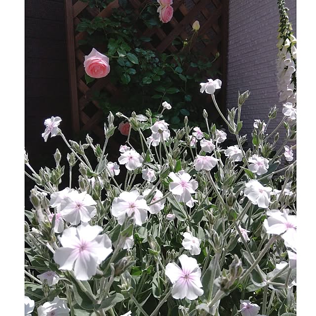 aquaさんの実例写真