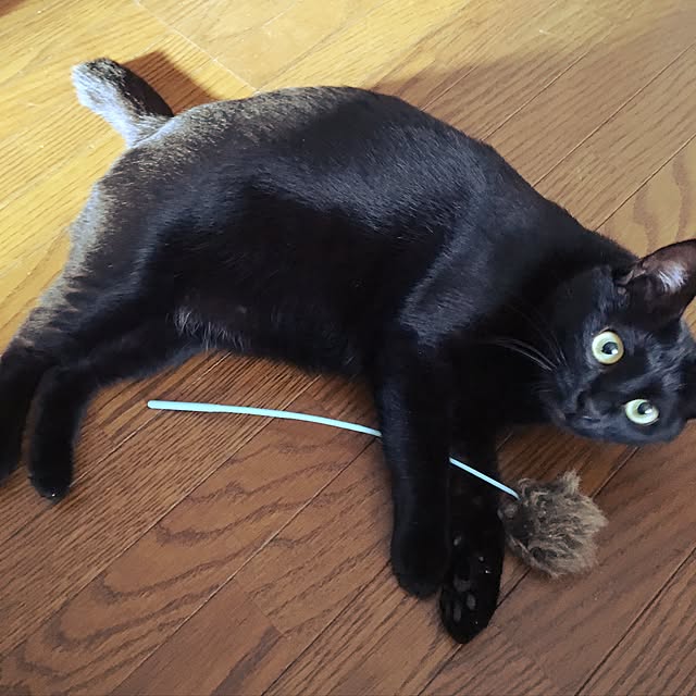 mahi1101さんの実例写真