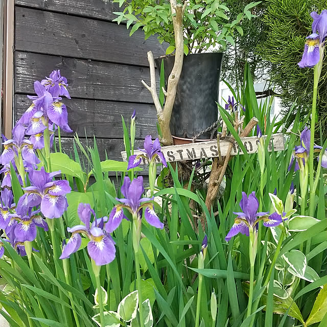 koyutan-mjmさんの実例写真