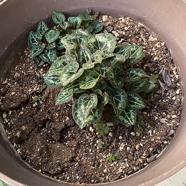 senbei.sakuramochiさんの実例写真