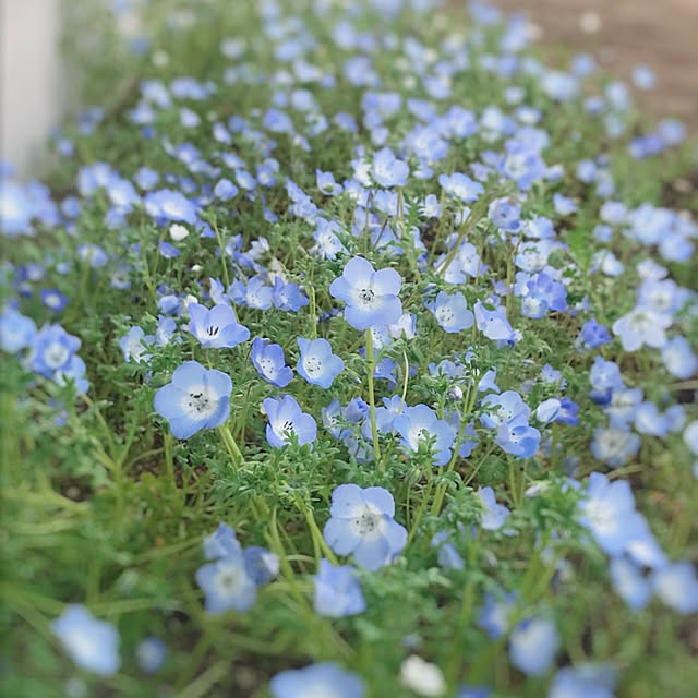 sestaさんの実例写真