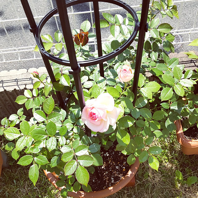 yukinkoさんの実例写真