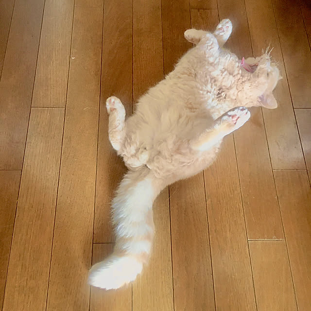 naokoさんの実例写真