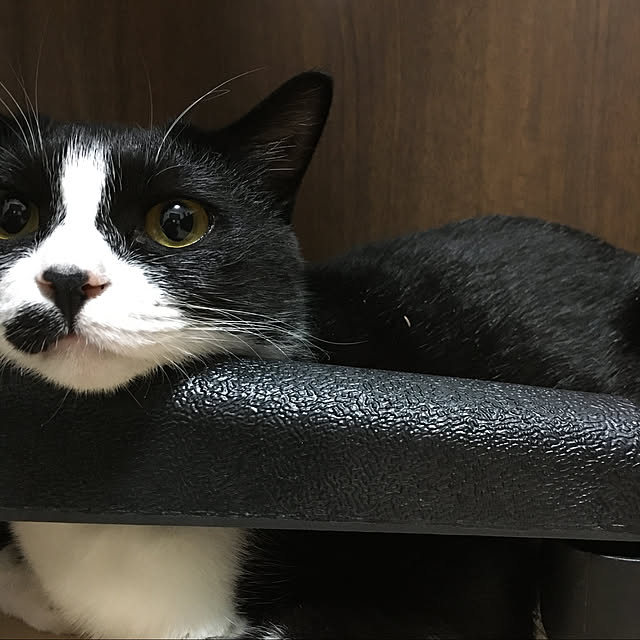 nekoさんの実例写真