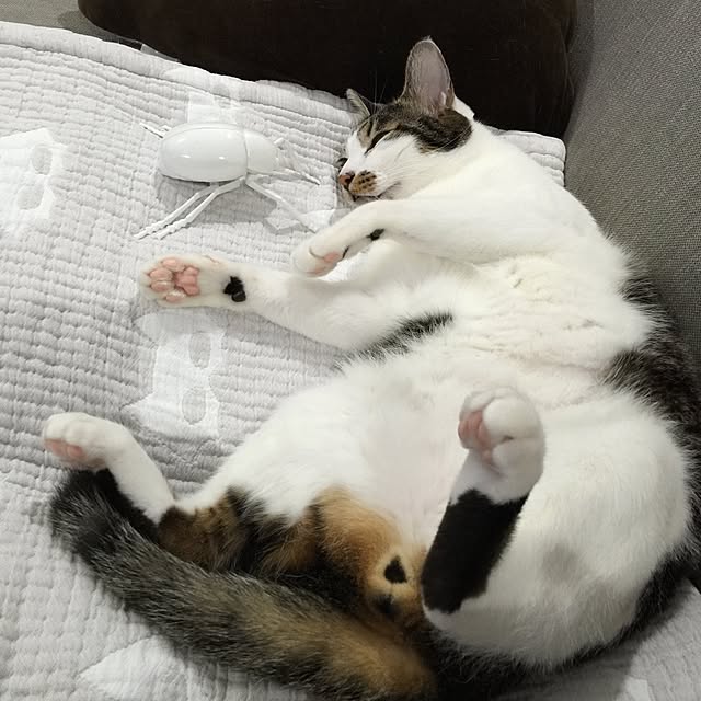 yuchiさんの実例写真