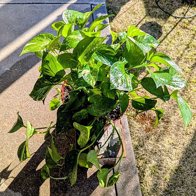 Renさんのお部屋の写真