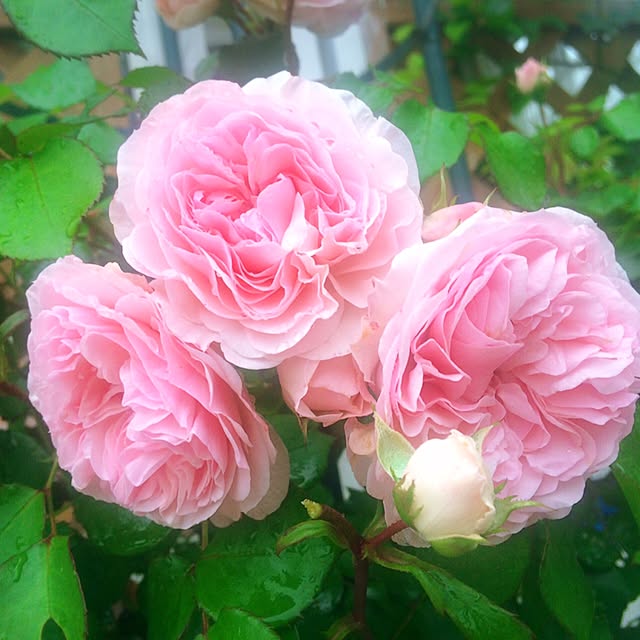 HappyRoseさんの実例写真