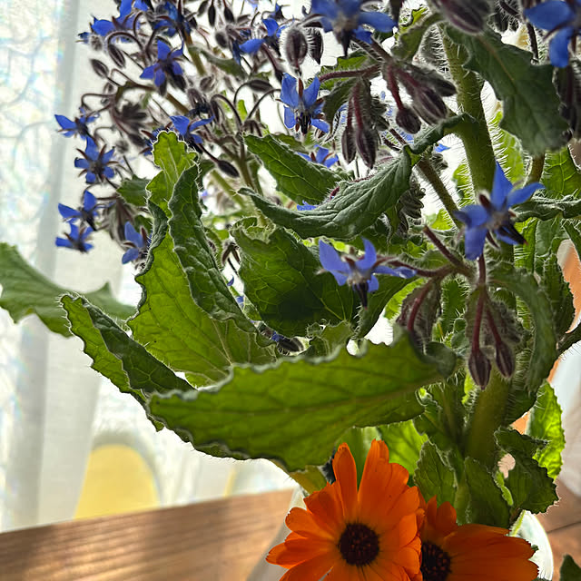 portulacaさんの部屋