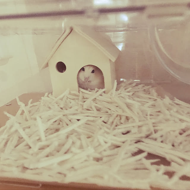 maimaiさんの実例写真