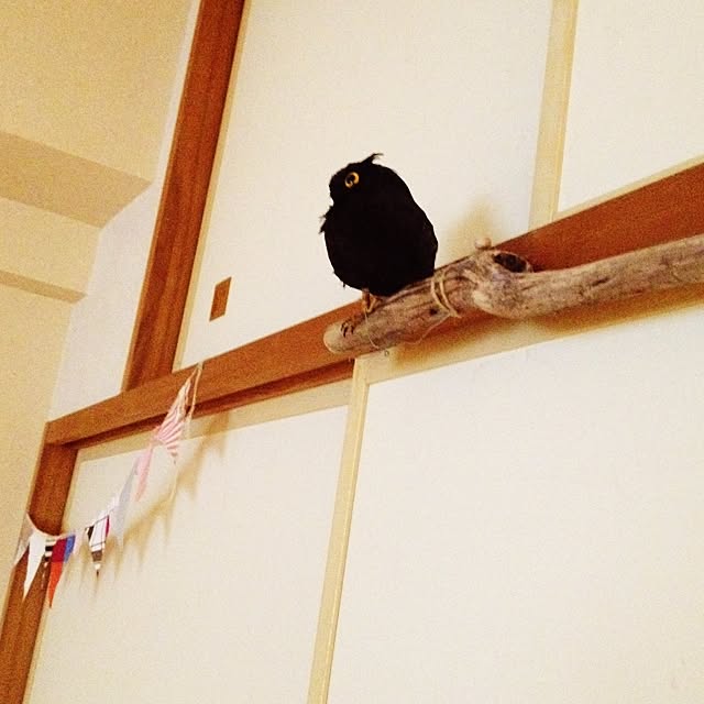 umeさんの実例写真