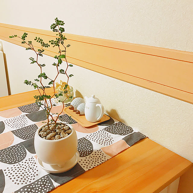 机/グリーンのある暮らし/観葉植物/ソフォラ・ミクロフィラ・リトルベイビー/ソフォラ・ミクロフィラ...などのインテリア実例 - 2017-08-09 22:16:46