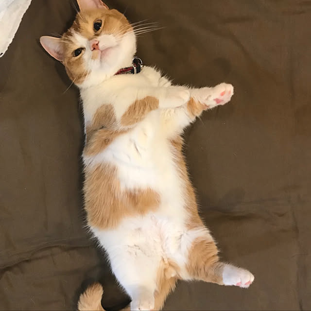 KotarouKunさんの実例写真