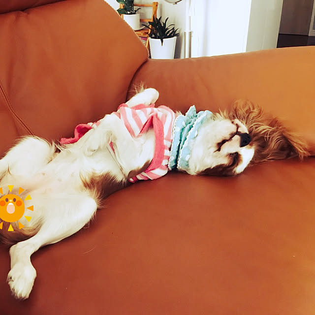Ran.Happyさんの実例写真