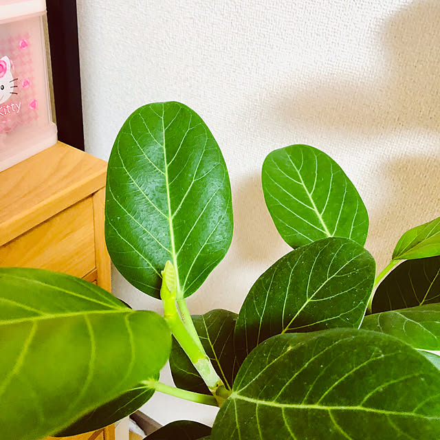 hanachanさんの部屋