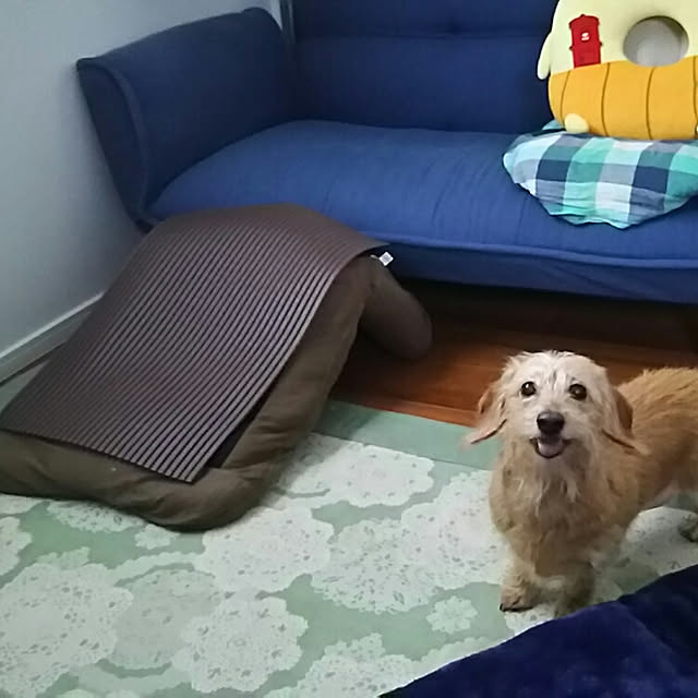 chocococoaさんの実例写真