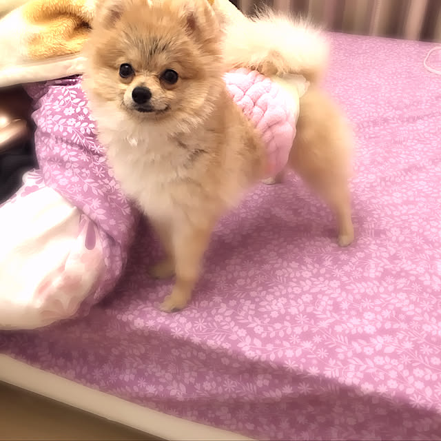 MAKARONさんの実例写真