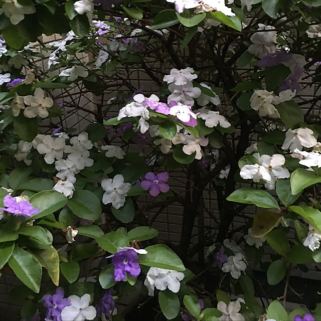 happy-sachiさんの実例写真