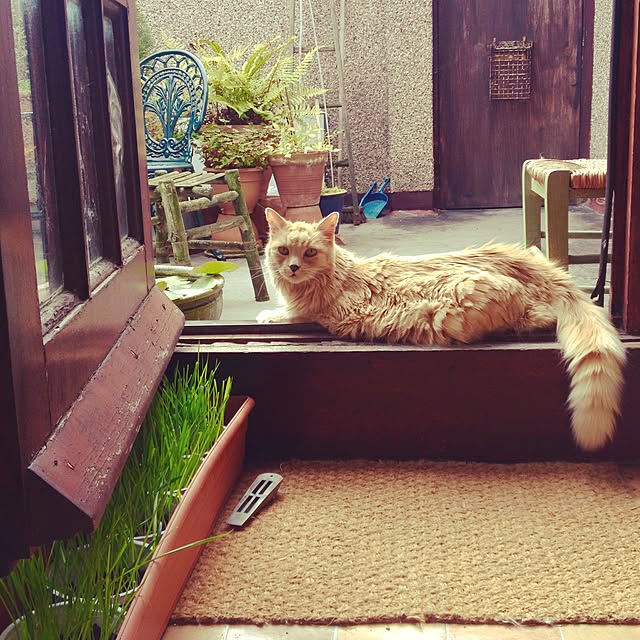 nekohigeさんの実例写真