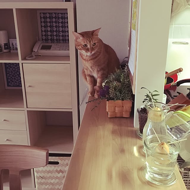 Marikoさんの実例写真
