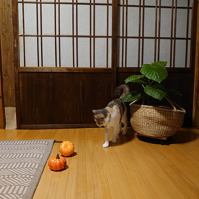 fukuさんの実例写真