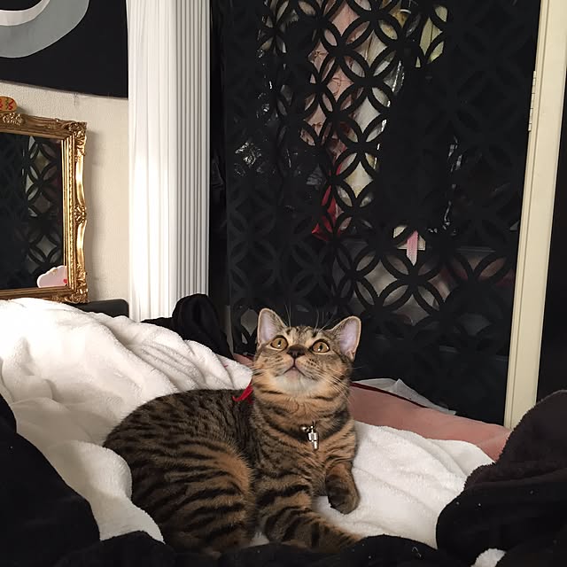 catwomanさんの実例写真