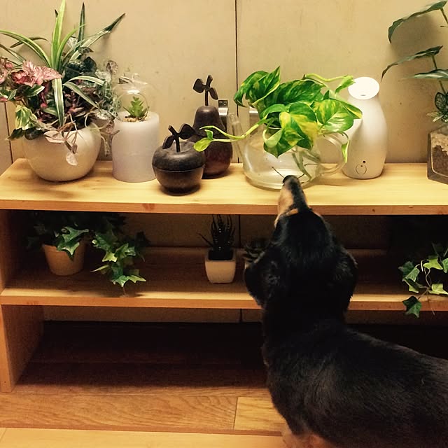 棚のインテリア実例 - 2015-07-18 20:20:06