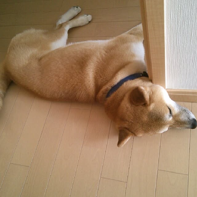 kotaさんの実例写真
