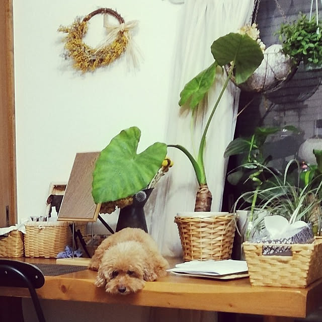 santamamaさんの実例写真