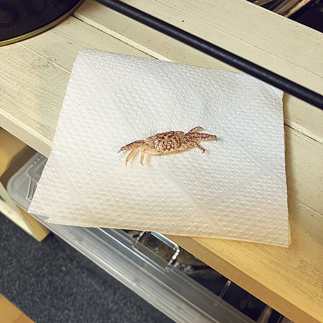 koshiregutyoさんの部屋