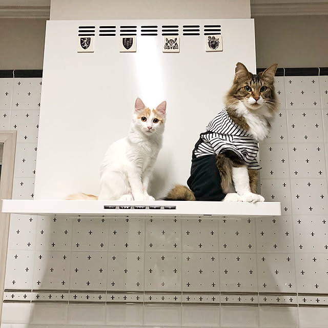 yuchiさんの実例写真