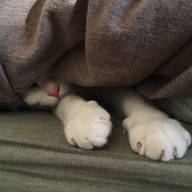 bikkeさんの実例写真