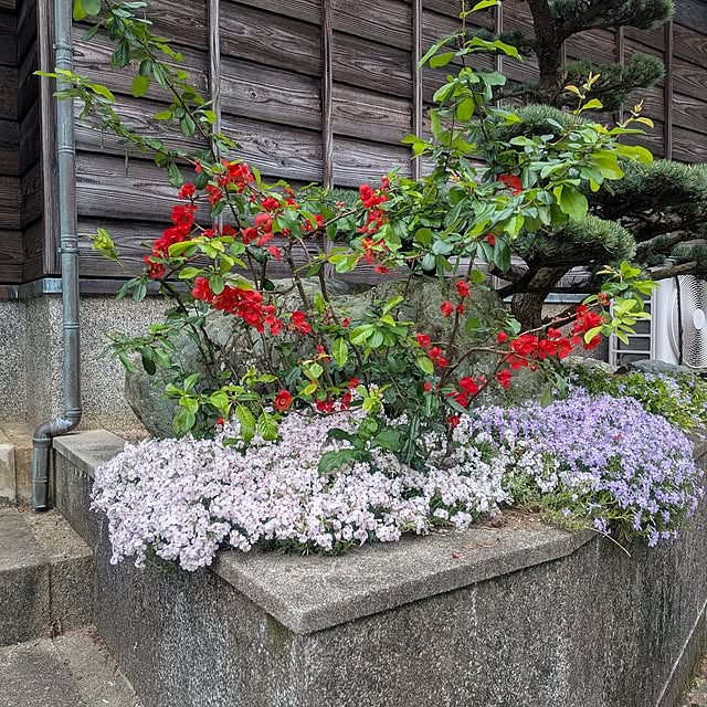 kuririnmamaさんの実例写真