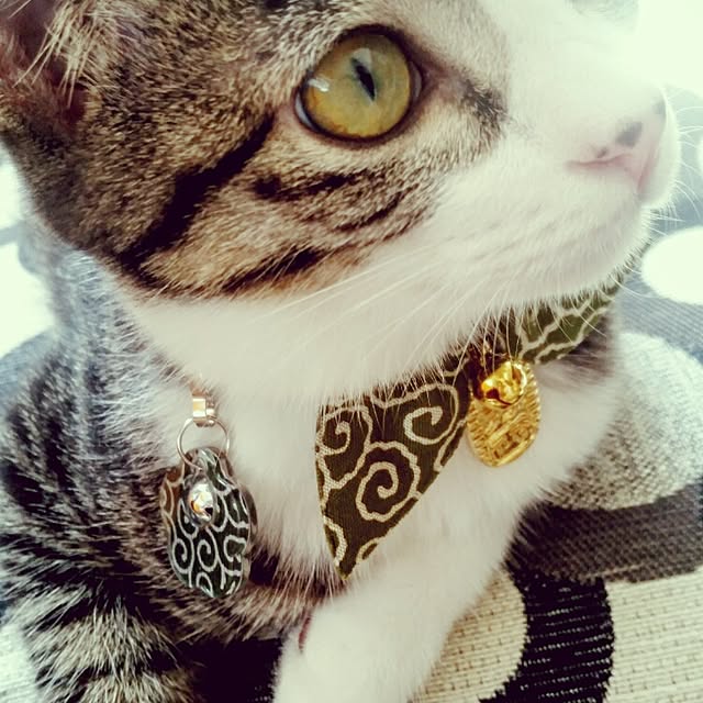 Chiyukiさんの実例写真
