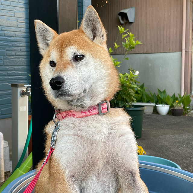 kyukoさんの実例写真