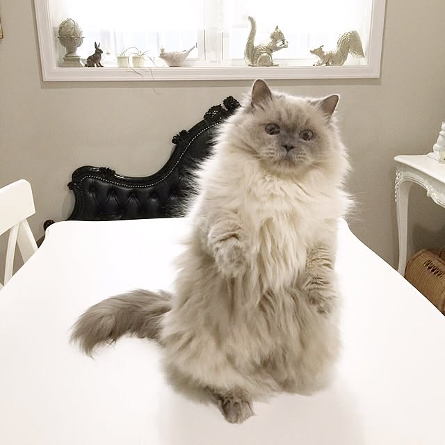 yuchiさんの実例写真