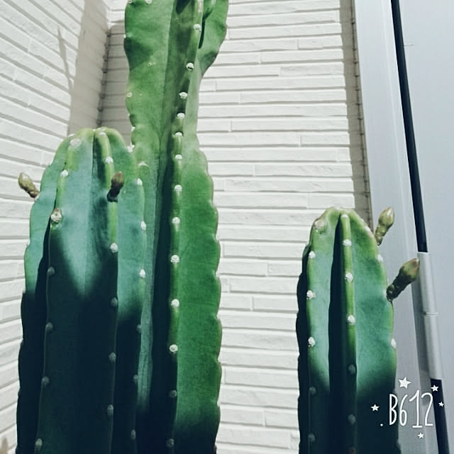mikoさんの実例写真