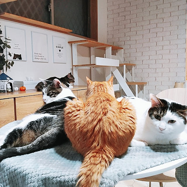 kirakirahikaruさんの実例写真