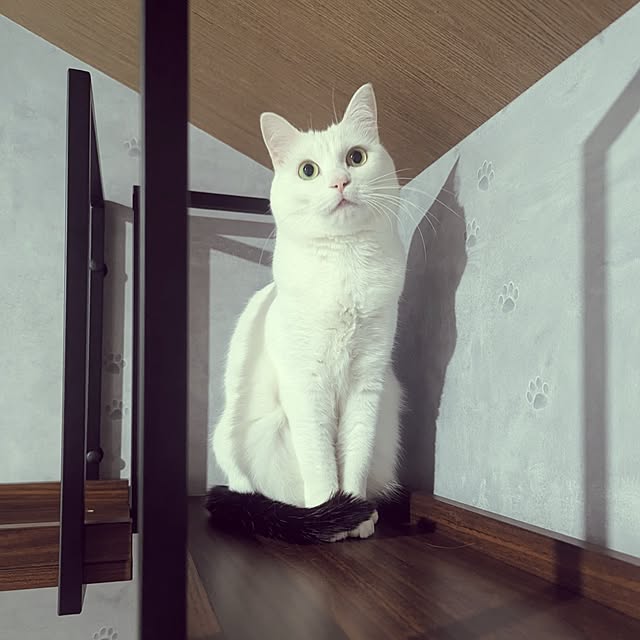 nekocatさんの実例写真