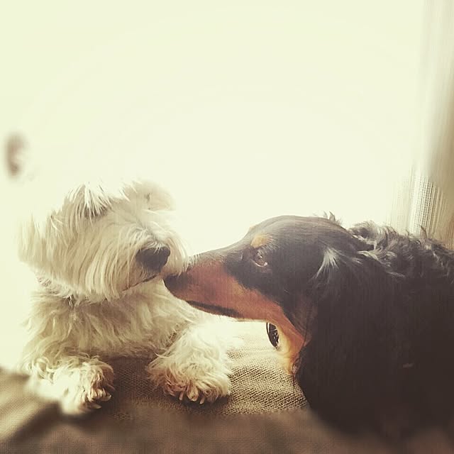 kurashi_no_cotoさんの実例写真