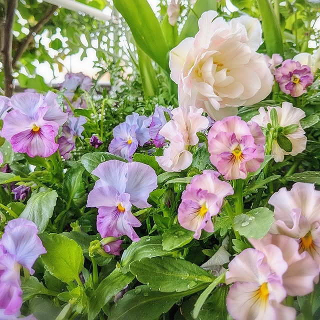 twinkle-butterfly38さんの実例写真