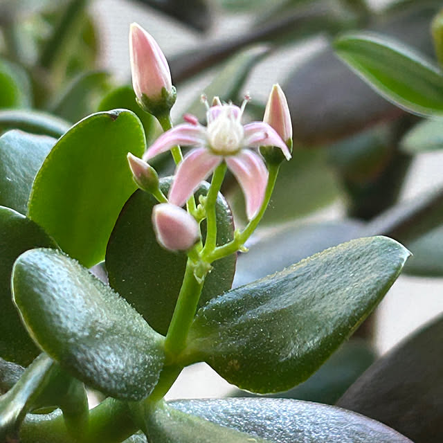 sukkorobiさんの実例写真