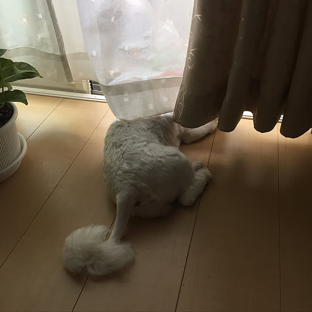 emiさんの実例写真