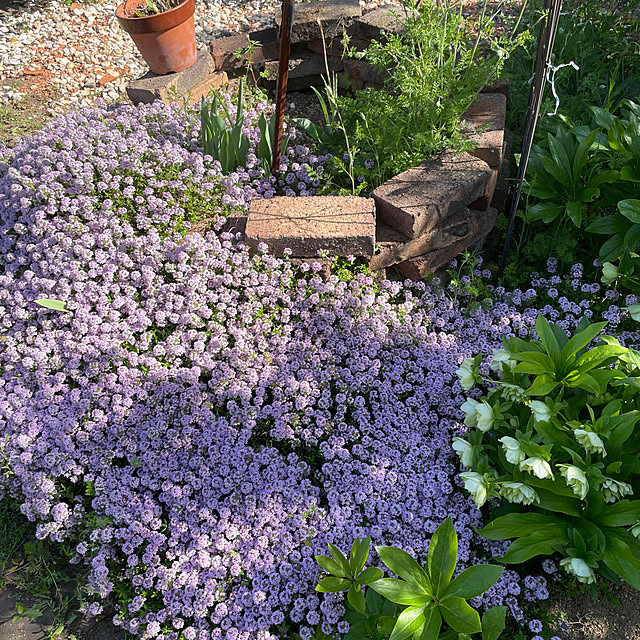 shigimiさんの実例写真