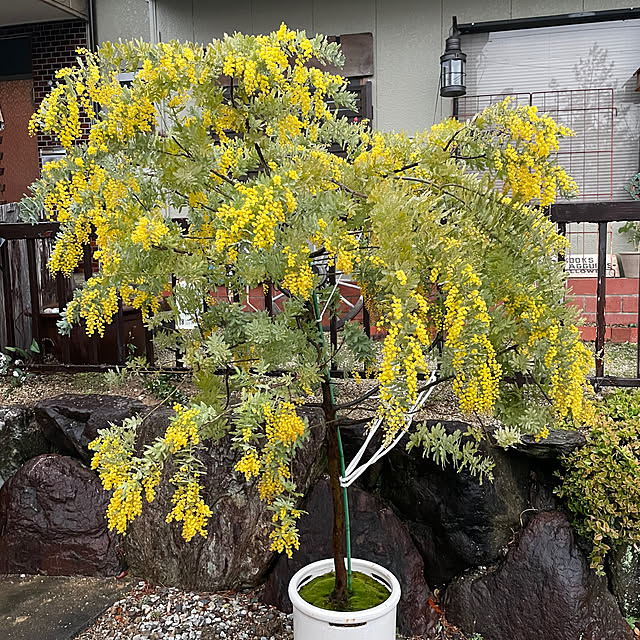 shin0719さんの実例写真