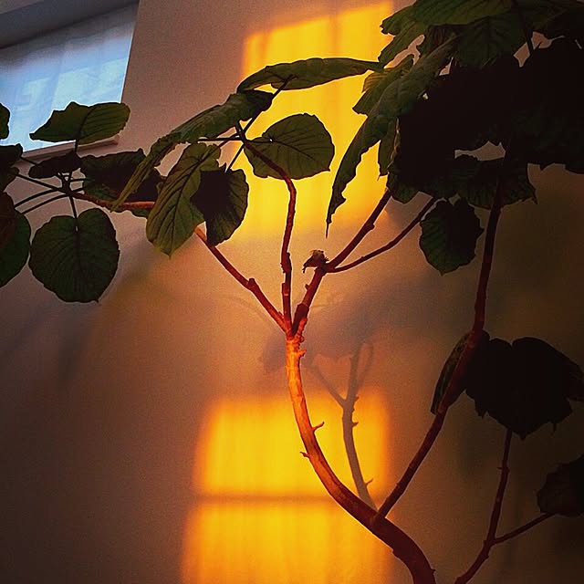 celldivisionさんの実例写真