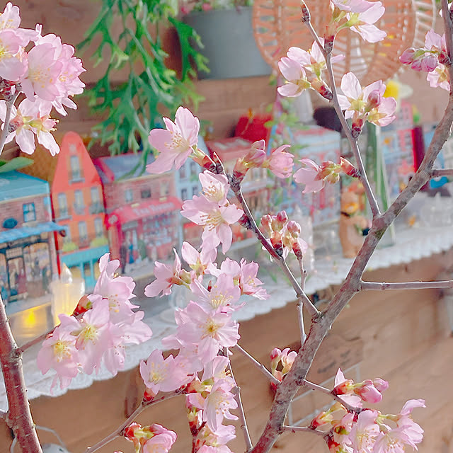 Hanakaさんの部屋