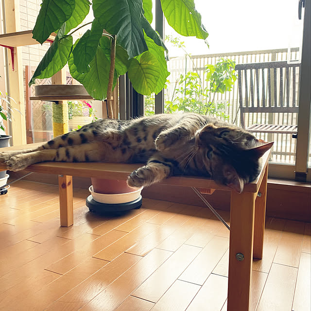 yuzuaoさんの実例写真