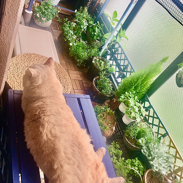 naokoさんの実例写真